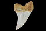 Mako Shark Tooth Fossil - Sharktooth Hill, CA #94732-1